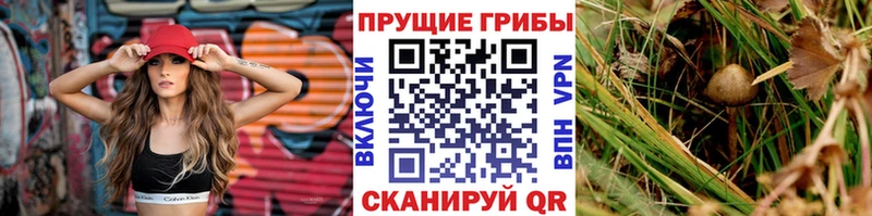 Купить где  Старица  Галлюциногенные грибы MAGIC MUSHROOMS 